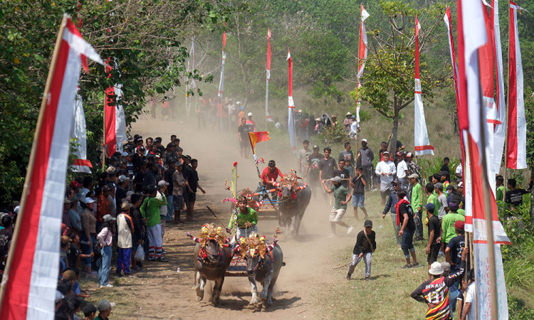 Tradisi Makepung Jembrana Bali, Lestarikan Warisan Budaya dan Promosikan Pariwisata