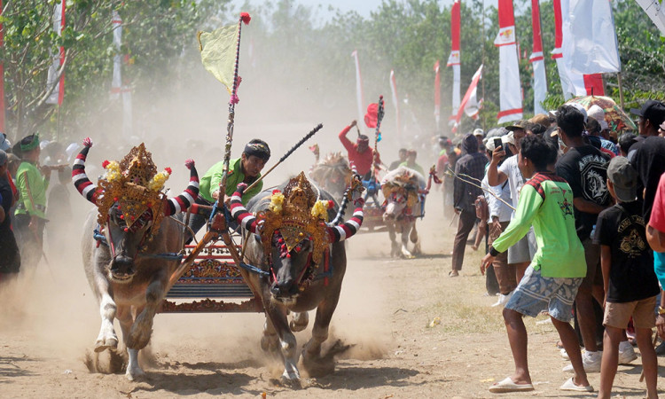 Tradisi Makepung Jembrana Bali, Lestarikan Warisan Budaya dan Promosikan Pariwisata