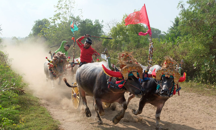 Tradisi Makepung Jembrana Bali, Lestarikan Warisan Budaya dan Promosikan Pariwisata