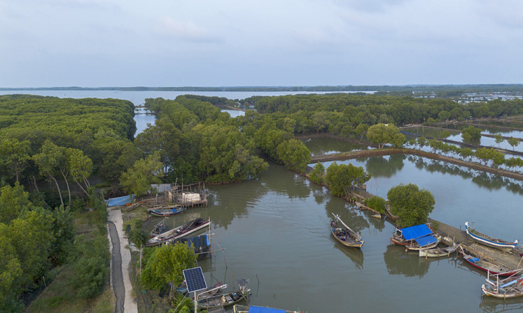 Kementerian Lingkungan Hidup Rehabilitasi Hutan Mangrove