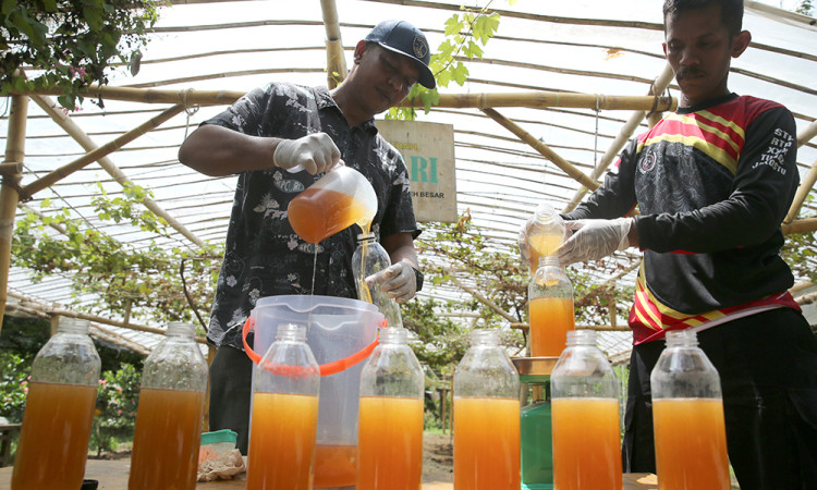 Produksi Madu Lebah Liar Hutan Aceh
