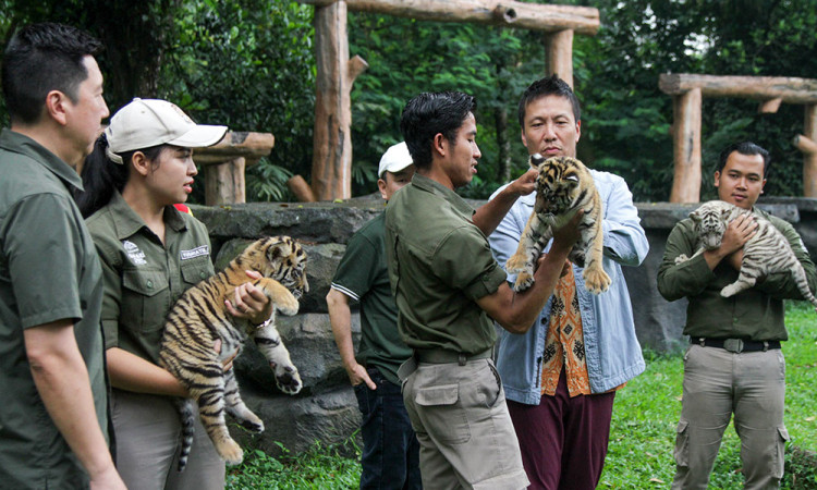 Tiga Anak Harimau Benggala Lahir di Taman Safari Prigen, Koleksi Jadi 20 Ekor