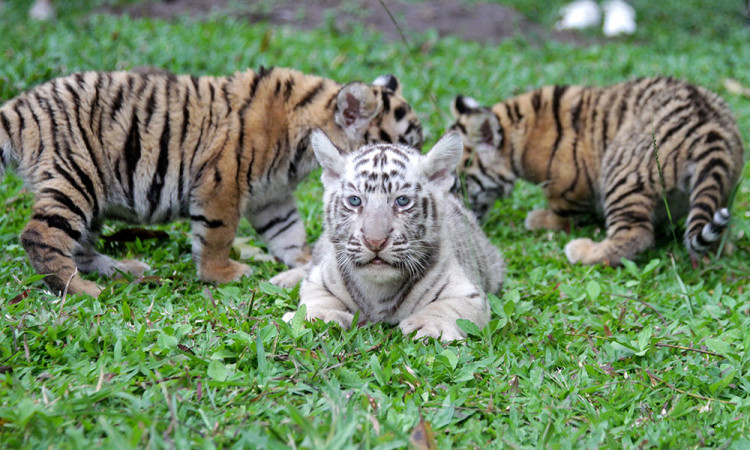 Tiga Anak Harimau Benggala Lahir di Taman Safari Prigen, Koleksi Jadi 20 Ekor