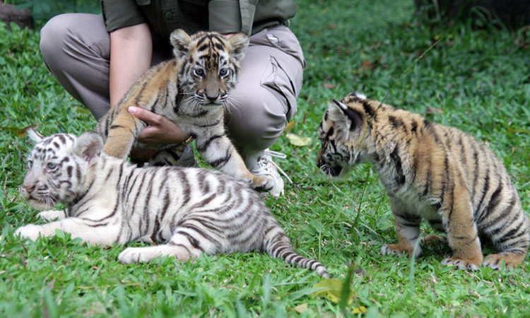 Tiga Anak Harimau Benggala Lahir di Taman Safari Prigen, Koleksi Jadi 20 Ekor