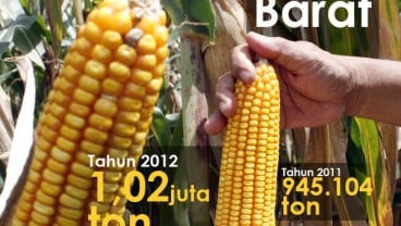 DATA BISNIS: Produksi Jagung Jabar Naik 8,84%