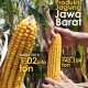 DATA BISNIS: Produksi Jagung Jabar Naik 8,84%