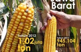 DATA BISNIS: Produksi Jagung Jabar Naik 8,84%