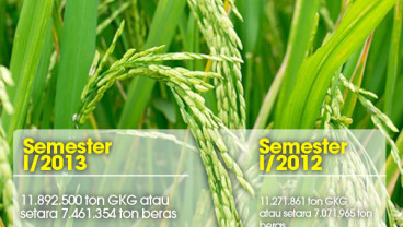 DATA BISNIS: Produksi Padi Semester I/2013 
