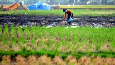 Kab.Bandung Siaga Satu Hadapi Serangan Hama Wereng