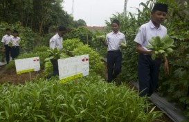 Kadin: Jangan Bergantung Impor, Perkuat Industri Perbenihan Hortikultura