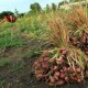 Produksi Bawang Merah di Bojonegoro Tahun Ini Ditarget 17.024 Ton