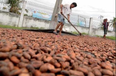 Lampung Ekspor Kakao 2.055 Ton pada Desember 2013