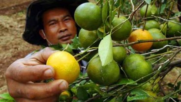 Impor Jeruk Tembus Rp4 Triliun per Tahun