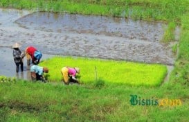 Produksi Padi Pandanwangi Cianjur Diproyeksi Turun 10%