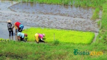 Produksi Padi Pandanwangi Cianjur Diproyeksi Turun 10%