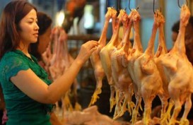 Jepang Siap Tampung Daging Ayam Indonesia
