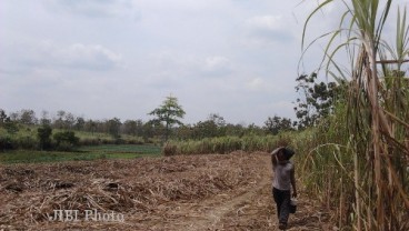 Ini Upaya PTPN XI Tarik Minat Petani Tanam Tebu