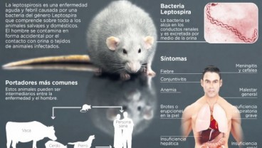 Gawat, 10 Warga Sampang Meninggal, Terserang Leptospirosis