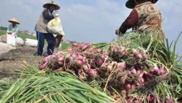 Musim Hujan, Produksi Bawang Merah Masih Stabil