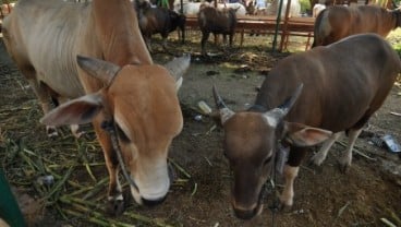 Sumbar Akan Impor 60.000 Sapi dari Australia