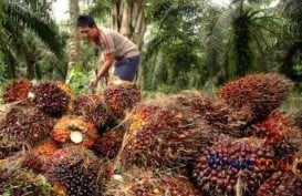 Pelemahan Ringgit Topang Harga CPO