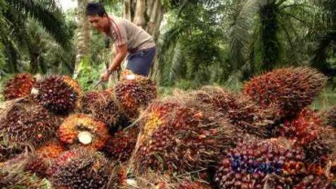 Pelemahan Ringgit Topang Harga CPO