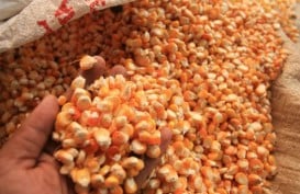 Harga Jagung Untuk Kontrak Maret Turun 0,12% Siang Ini