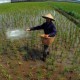 Stok Pupuk Subsidi Terbatas, Petani Diminta Kembangkan Pupuk Organik