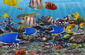 Ekspor Ikan Hias Bali Naik 55,88%