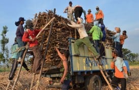 Produksi Tebu 2014 Diprediksi di Bawah 2,5 Juta Ton