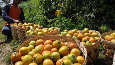 Gara-gara Banyak Hujan, Panen Strawberry di Jabar Jeblok