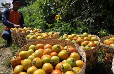 Gara-gara Banyak Hujan, Panen Strawberry di Jabar Jeblok