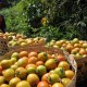 Gara-gara Banyak Hujan, Panen Strawberry di Jabar Jeblok