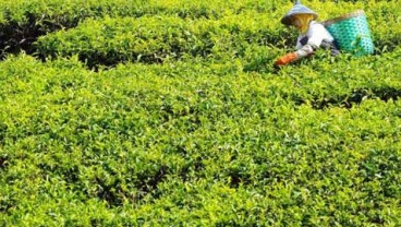 Kebun Teh dan Air Terjun Unggulan Wisata Solok