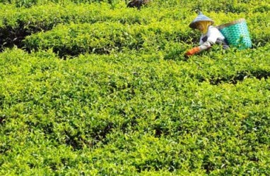 Kebun Teh dan Air Terjun Unggulan Wisata Solok