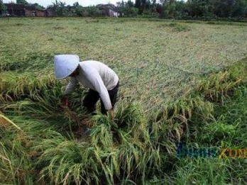 Kredit Pangan BRI Palembang Bertumbuh 40%