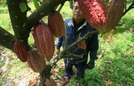Bibit Unggul, Tanaman Kakao Bisa Bertahan 15 Tahun