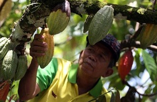 90% Perkebunan Kakao Rakyat Dijabar Pakai Bibit Asal-Asalan