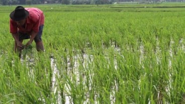 65 Ha Sawah di Kabupaten Agam Gagal Panen