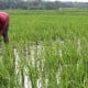 65 Ha Sawah di Kabupaten Agam Gagal Panen