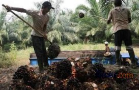 Kebun Sawit Bantu 200 MW Antisipasi Defisit Listrik Riau