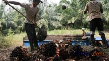 Kebun Sawit Bantu 200 MW Antisipasi Defisit Listrik Riau