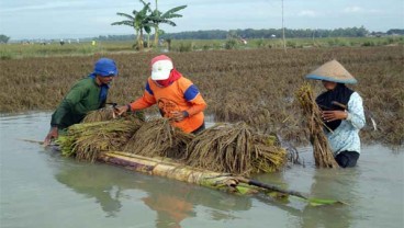 Padi Pantura Tidak Tahan Genangan Air