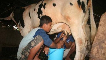 Integrasi Sapi Perah Dan Serai Menguntungkan