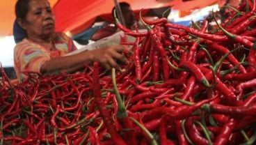 Tanaman Cabai Terserang Penyakit, Harga Hortikultura Terancam Meninggi