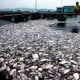 Wah, 700 Ton Ikan Mas dan Nilai di Waduk Ini Tiba-tiba Mati