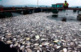 Wah, 700 Ton Ikan Mas dan Nilai di Waduk Ini Tiba-tiba Mati
