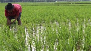 1.142 Ha Sawah di Sumbar Terancam Gagal Panen