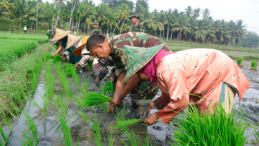 Kementan Gandeng TNI Perbaiki Lahan Rusak Akibat Banjir