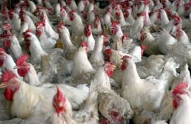 Banjir, Pasokan Daging Ayam Anjlok 50%